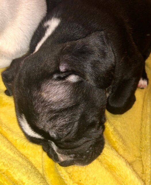 French Bulldog Cross Staffordshire Bull Terrier Puppies in Paignton