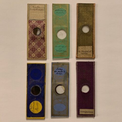 Lot of 6 antique microscope slides, late 1800