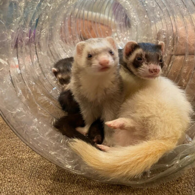 Best Ferret Toy EVER! Jumbo Ex Wide &Long Super Thru Way Crinkle Tunnel Tube