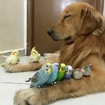 hollyanbirdshell