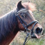 niersponygirl