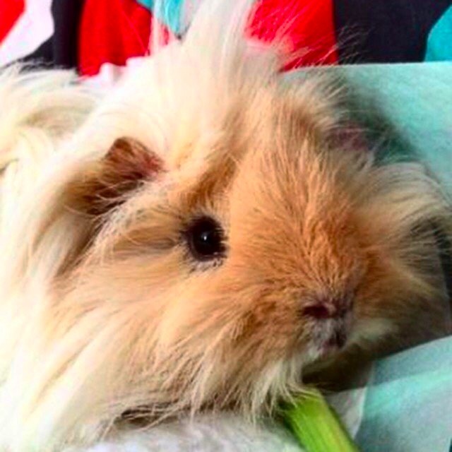 Guinea pig FREE to a good home long haired and very cuddly! in