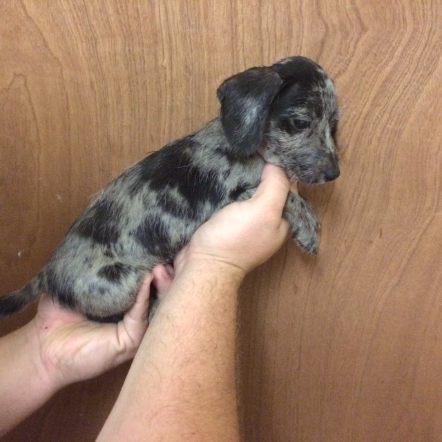Dappled Dachshund x Jack Russel Puppies for sale in Faringdon