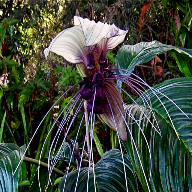10 White Bat Orchid Flower Seeds (Tacca Integrifolia) Exotic Tropical Houseplant