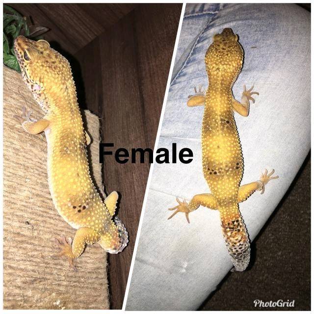 Male & Female Leopard Geckos With Setup in Stanley, West Yorkshire