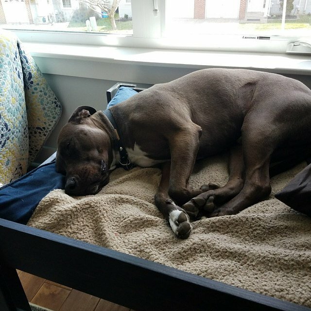 Handmade Raised Platform Elevated Wood Large Dog Bed With Dog Ramp Pet Furniture