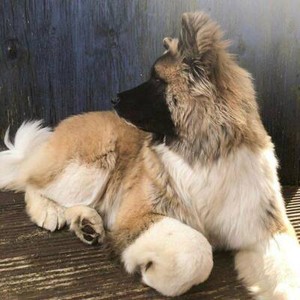Long Haired Female Akita Dogs Puppies Gumtree Australia
