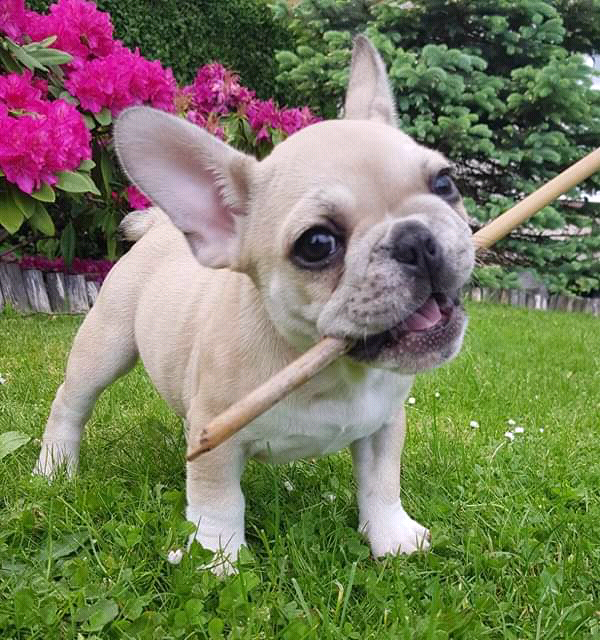 Lovely French Bulldog puppies Champion Line. in Tullibody