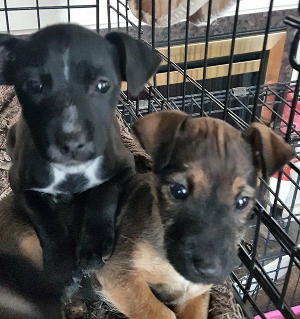 Patterdale terrier puppies in Worcester, Worcestershire Gumtree