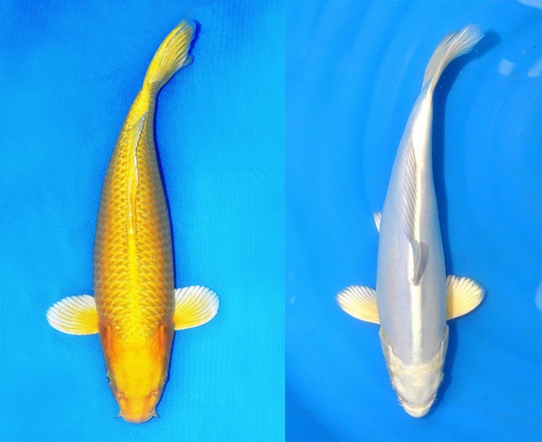 Japanese Koi Yamabuki Ogon In Silver Or Gold Stunning fish in