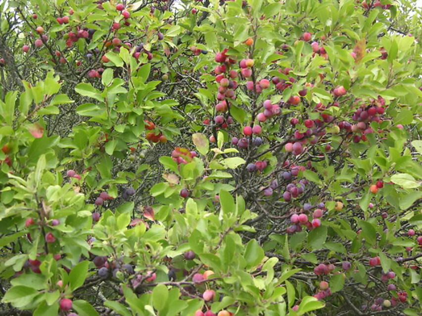 Beach Plum, Prunus maritima, Shrub Seeds (Showy, Edible, Hardy, Fast)