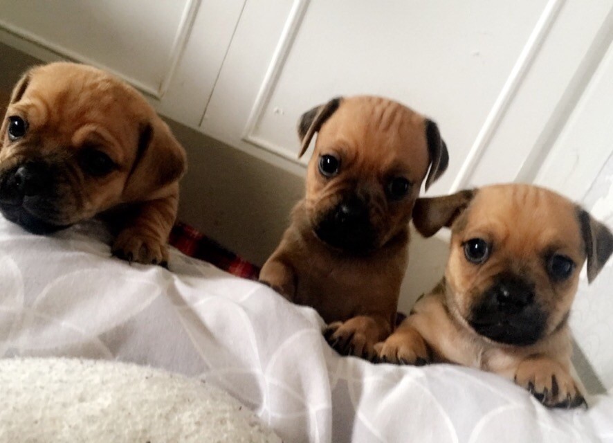 Jug puppies in Newcastle, Tyne and Wear Gumtree