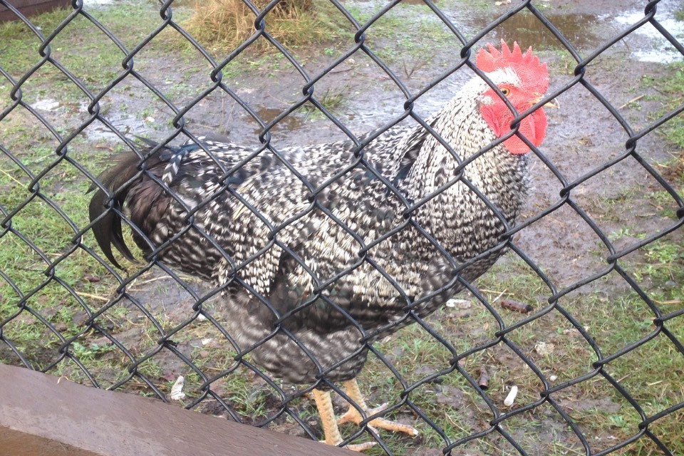 Cockerel / chicken. in Aberdeen Gumtree