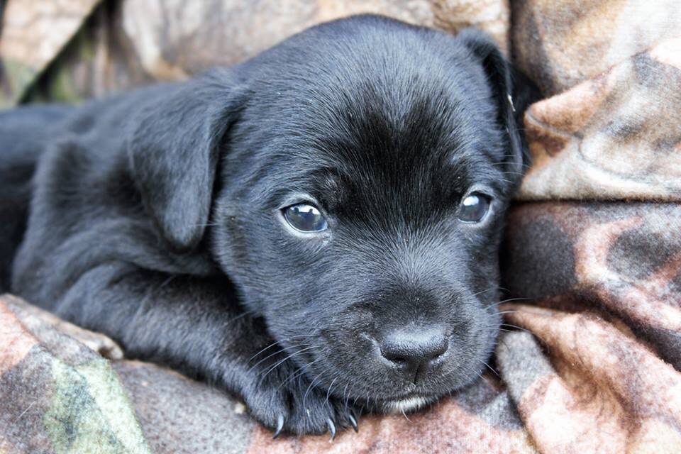 Patterdale Puppies in South Queensferry, Edinburgh Gumtree