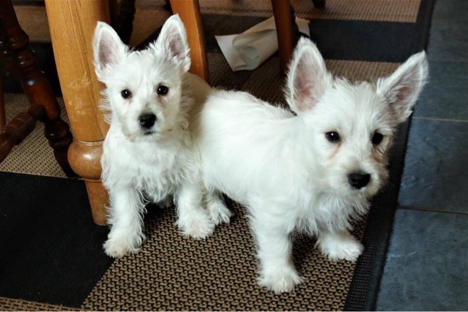 West Highland (Westies) Puppies for Sale in Whitland, Carmarthenshire
