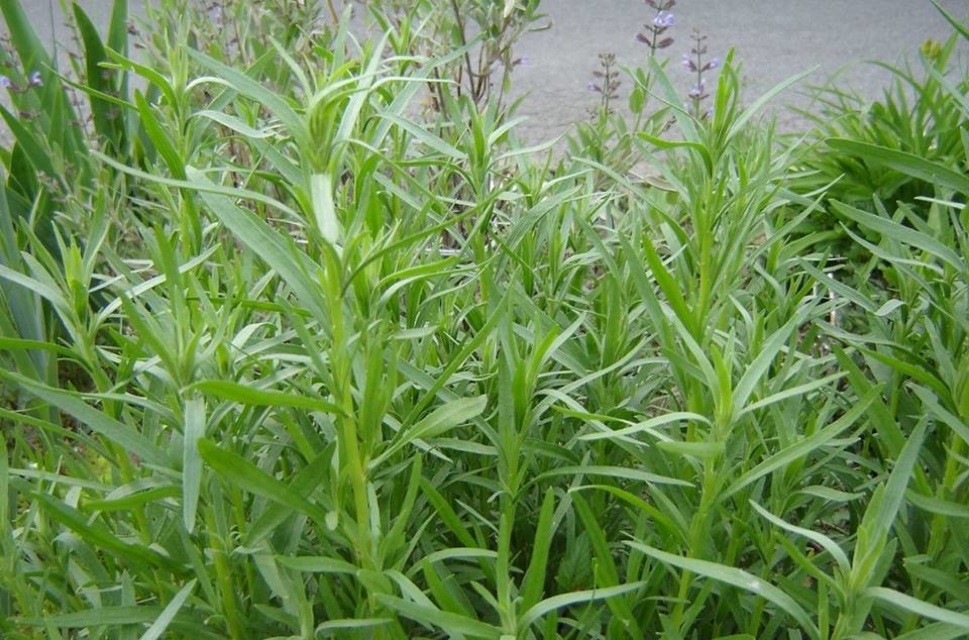 Russian Tarragon Herb Seeds, NON-GMO, Dragon Wort, Variety Sizes, FREE SHIPPING