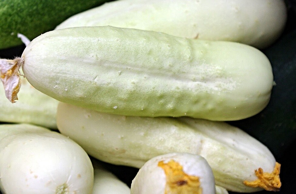 weisse Gurke "White Wonder" Samen,  Cucumis sativus