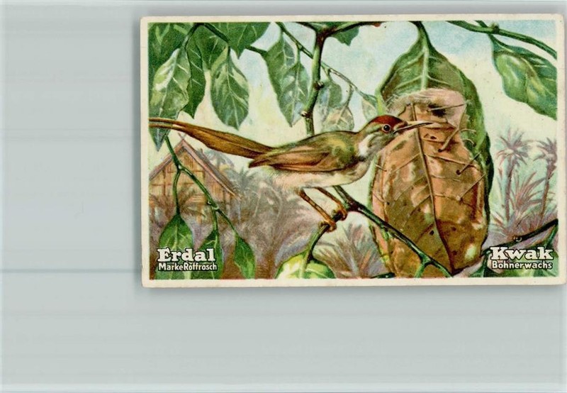 40118708 - Schneidervogel Erdal-Kwak Sammelbild Serie69 Vogel