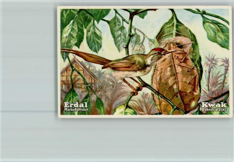 40118709 - Schneidervogel Erdal-Kwak Sammelbild Serie69 Vogel