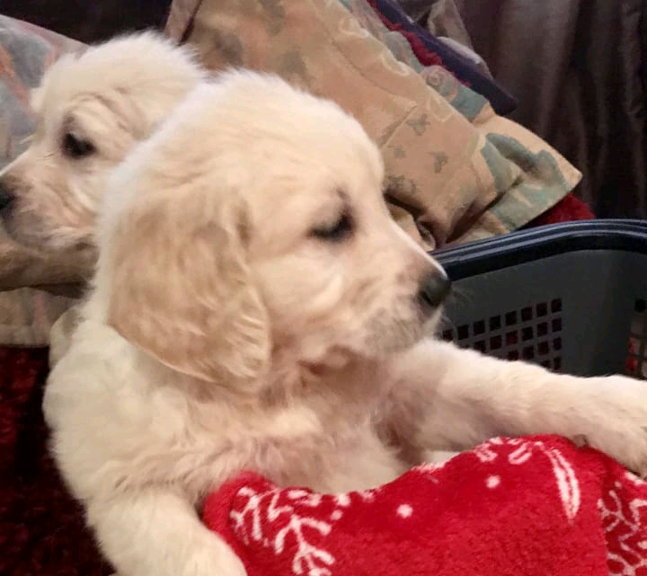 Golden retriever puppies | in Rochester, Kent | Gumtree
