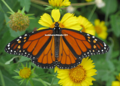 Monarch Butterfly Photo 8.5x11 Yellow Flowers Garden Beautiful Nature