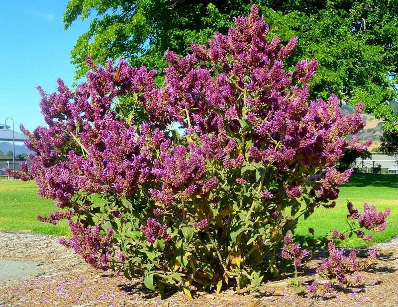 15 Graines Sauge Des Canaries(Salvia Canariensis)E121 Canarian Sage Seeds Samen