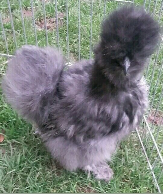 Seidenhuhn - Seidenhühner Eier (-;keine Bruteier;-) 10 Stück. 