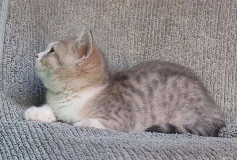 British Shorthair Kitten Chocolate And Golden Blue Tabby Pedigree