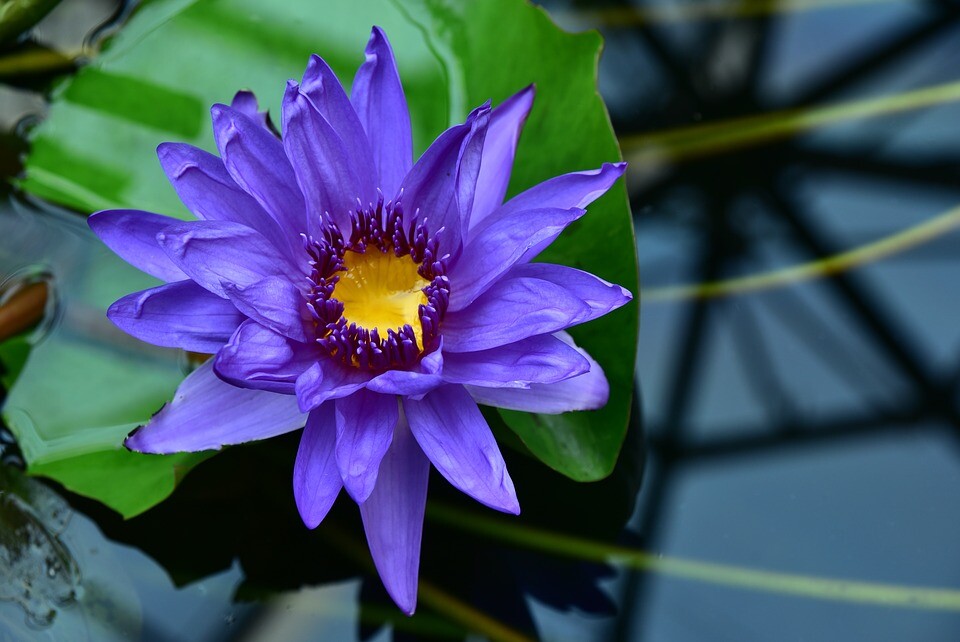 blaue Zwerseerose Teichpflanzen wasserreinigend blühend winterhart Deko Pflanze