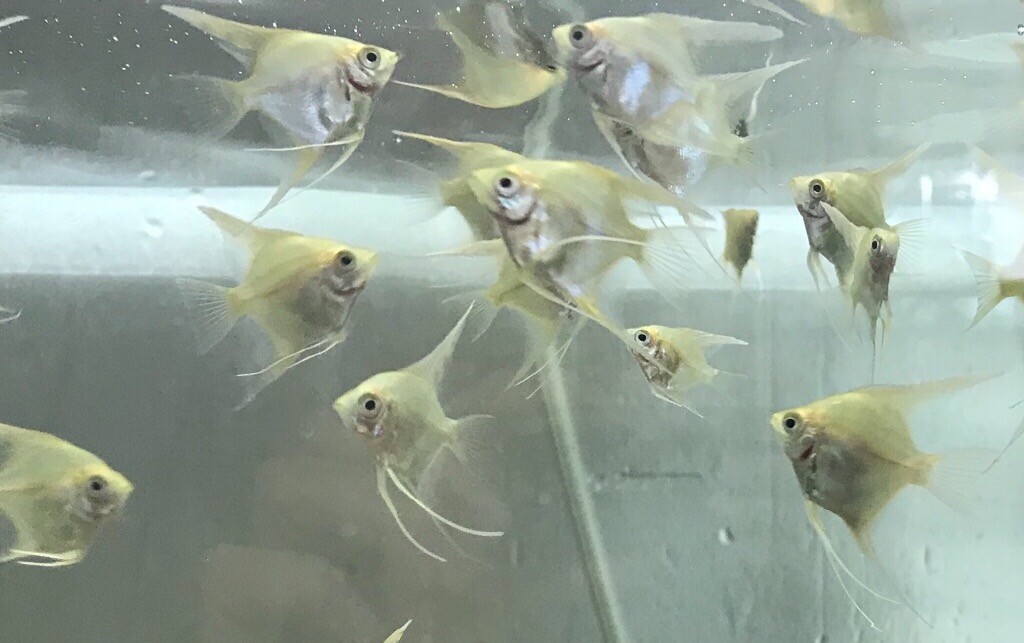 Angel Fish & Kribensis For Sale in Falkirk Gumtree