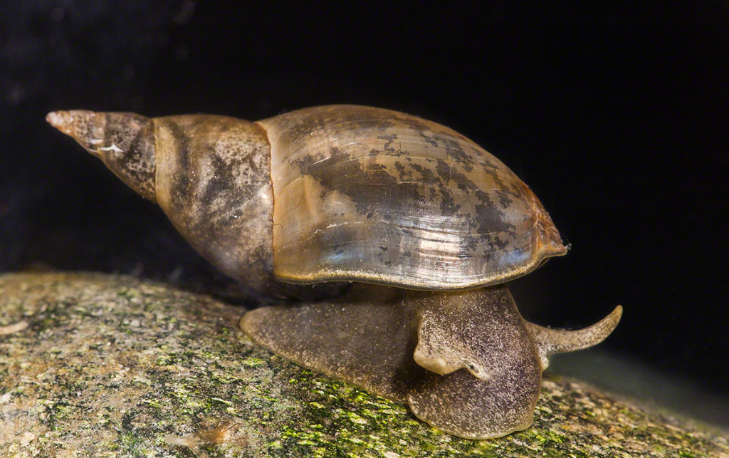 5 Great Pond Snails Algae Eater for Freshwater Coldwater Aquarium Ponds