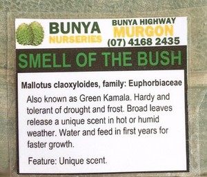 Image result for australian smell of the bush photos