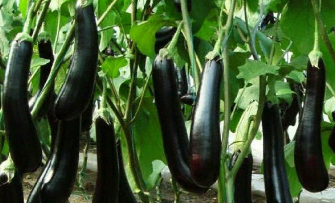 Auberginen Samen Solanum melongena Violett Schwarz Purple Vegan Gemüse Bio