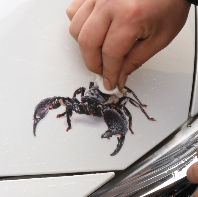 3D Simulation Spider Gecko Decal Auto Car Truck Window Bumper Vinyl Stickers - Picture 3 of 13