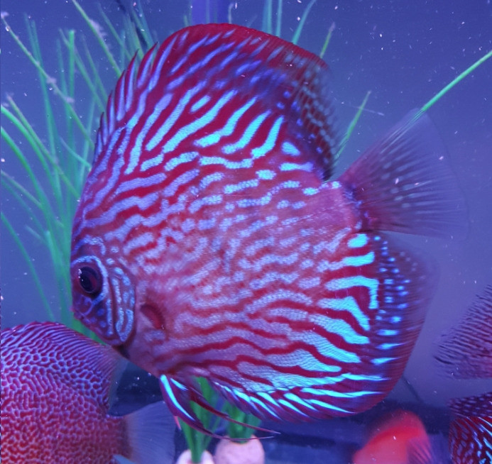 Discus Fish and Angel Fish in West End, Glasgow Gumtree