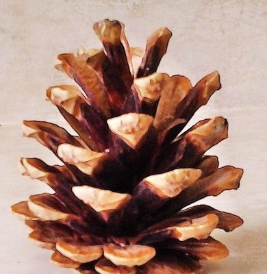 30 PINE CONES FRESH (NO GREY)   FLAT BOTTOM WEDDING PINE CONES  2''  - 3.5