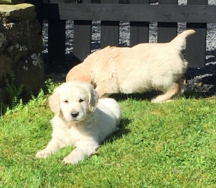 Golden retriever pups in South Ockendon, Essex Gumtree