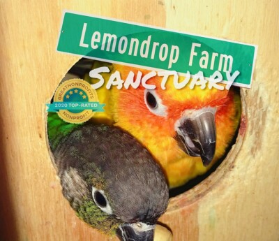 Lemondrop Productions Inc