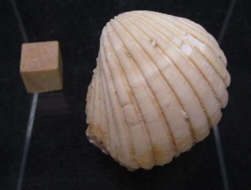 Perfectly Preserved Pleistocene Fossil Bivalve Mollusk Cardites Egypt