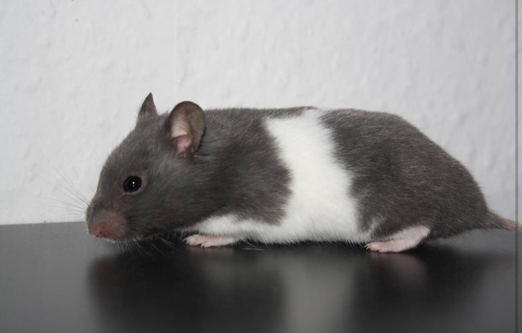 Black and white hamster for sale sold sold sold | in Motherwell, North