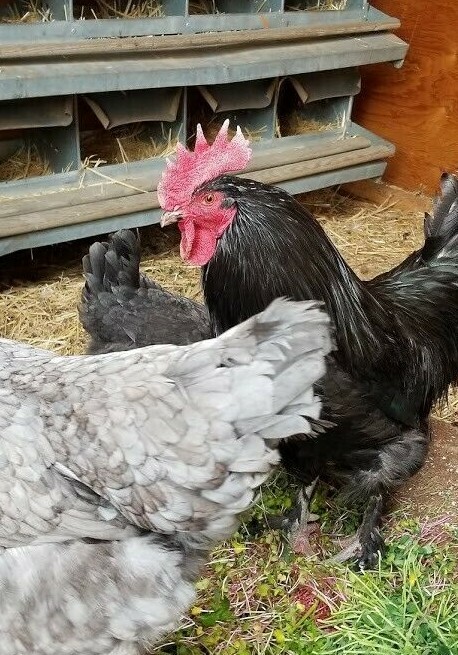 12+ Blue, Splash, and Black French Maran Fertile Hatching Eggs Heritage Ranged