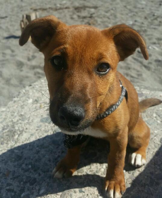 4 month old patterjack puppy in Torpoint, Cornwall Gumtree
