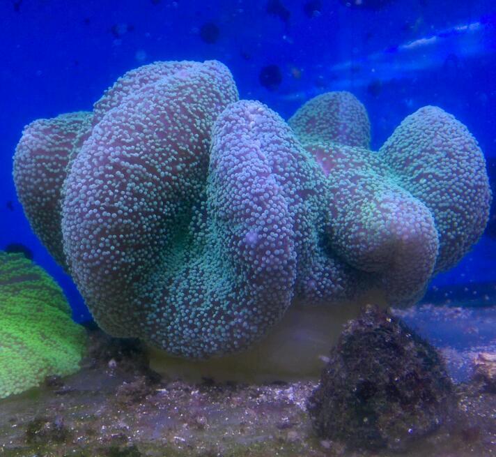 Anemone , large carpet anemone in Wirral, Merseyside Gumtree