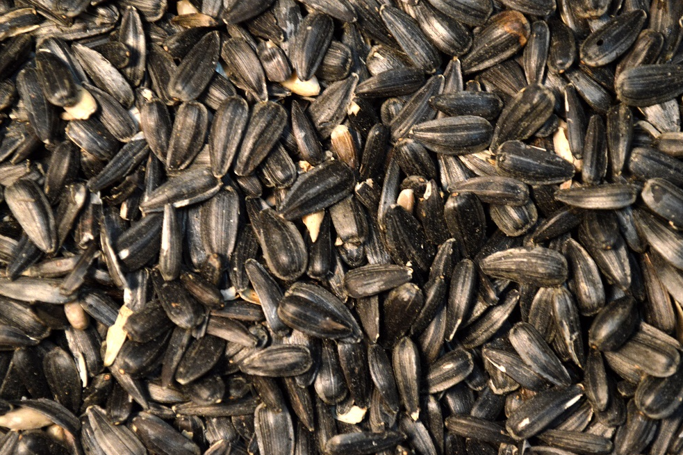 Семечки для птиц. Семечки подсолнуха для птиц в мешках. Семена подсолнечника. Семечка кормовая. Мешки для семян подсолнечника.