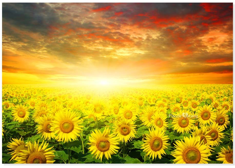 Jigsaw Puzzles 1000 Pieces Sunflower Field Sunset Ebay