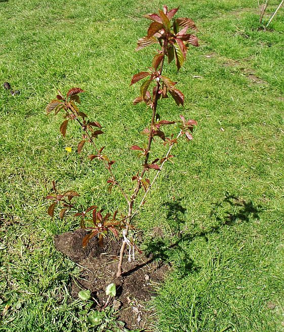Very pretty little wild cherry tree sapling in Headingley, West Yorkshire Gumtree