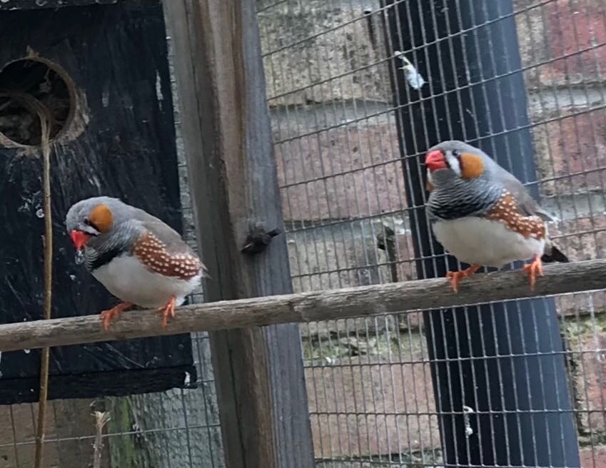 Two zebra finches for sale | in Gravesend, Kent | Gumtree