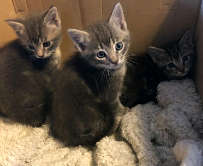 Ragdoll Kittens For Sale In Weston Super Mare Somerset Gumtree