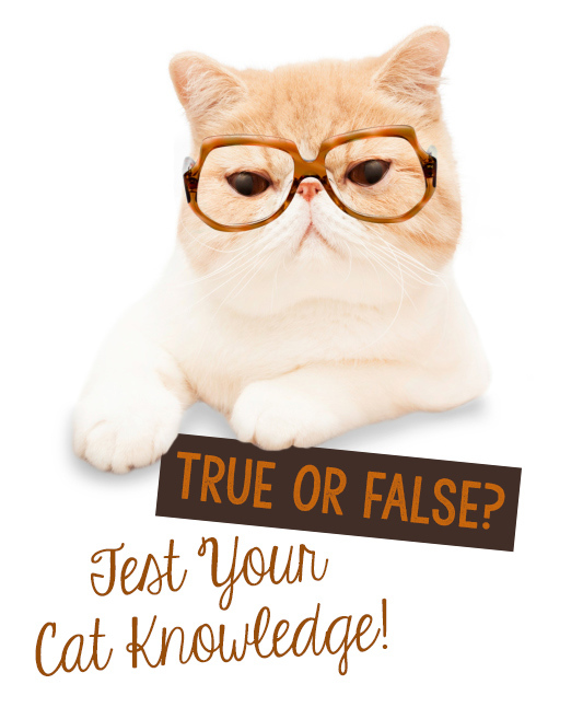 True или false. Only false. Only false. Only false. True or false надпись.