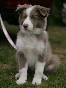 Wtb Purebred Long Hair Border Collie Female Dogs Puppies